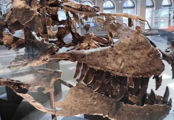 A 66-Million-Year-Old Tooth Shows T. Rex Ran Almost as Warm as a Human Body