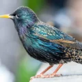 Birds Across Europe Flee Sooner When a Woman Approaches Than a Man, and Scientists Have No Idea Why