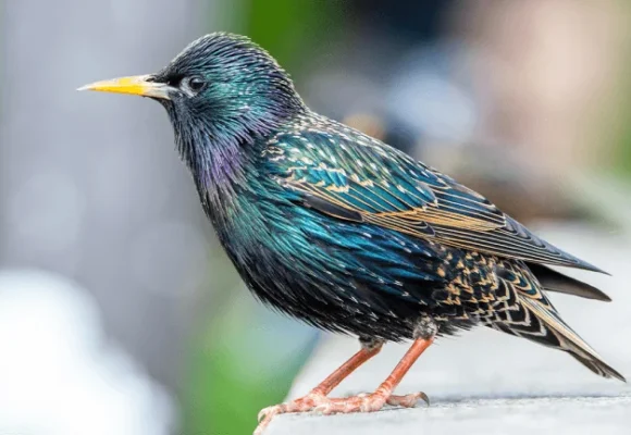 Birds Across Europe Flee Sooner When a Woman Approaches Than a Man, and Scientists Have No Idea Why