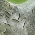 Oak Trees Have a Sneaky Trick to Starve the Caterpillars Eating Them