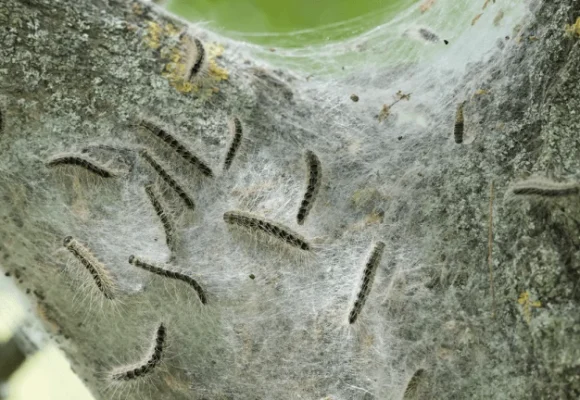 Oak Trees Have a Sneaky Trick to Starve the Caterpillars Eating Them